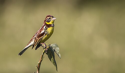 Yellow-Breasted Bunting (Emberiza aureola)