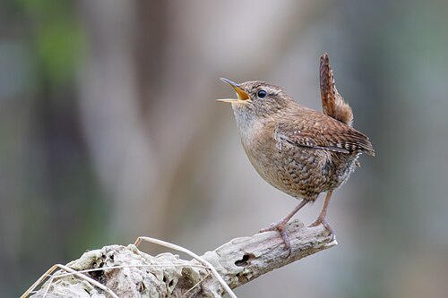 Eurasian Wren (Troglodytes troglodytes)