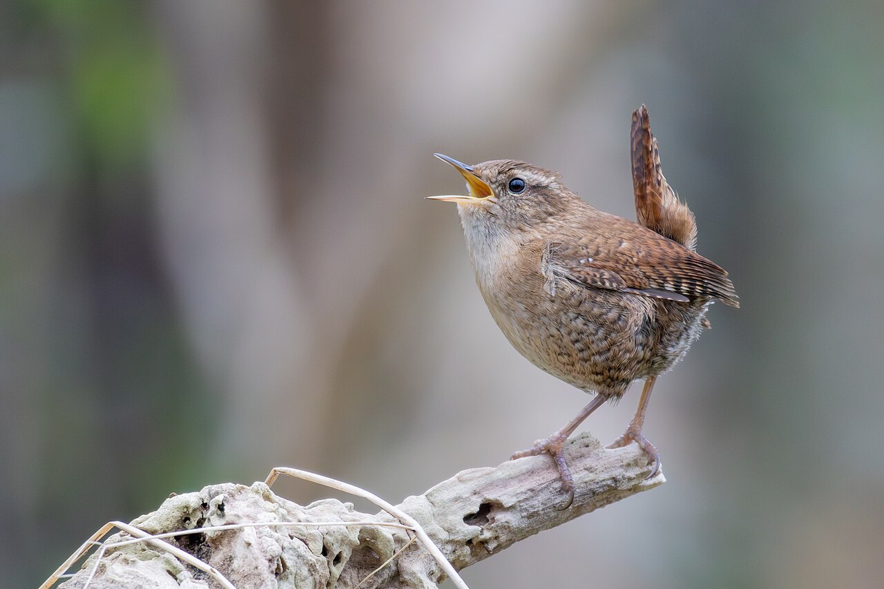Winterkoning (Troglodytes troglodytes)