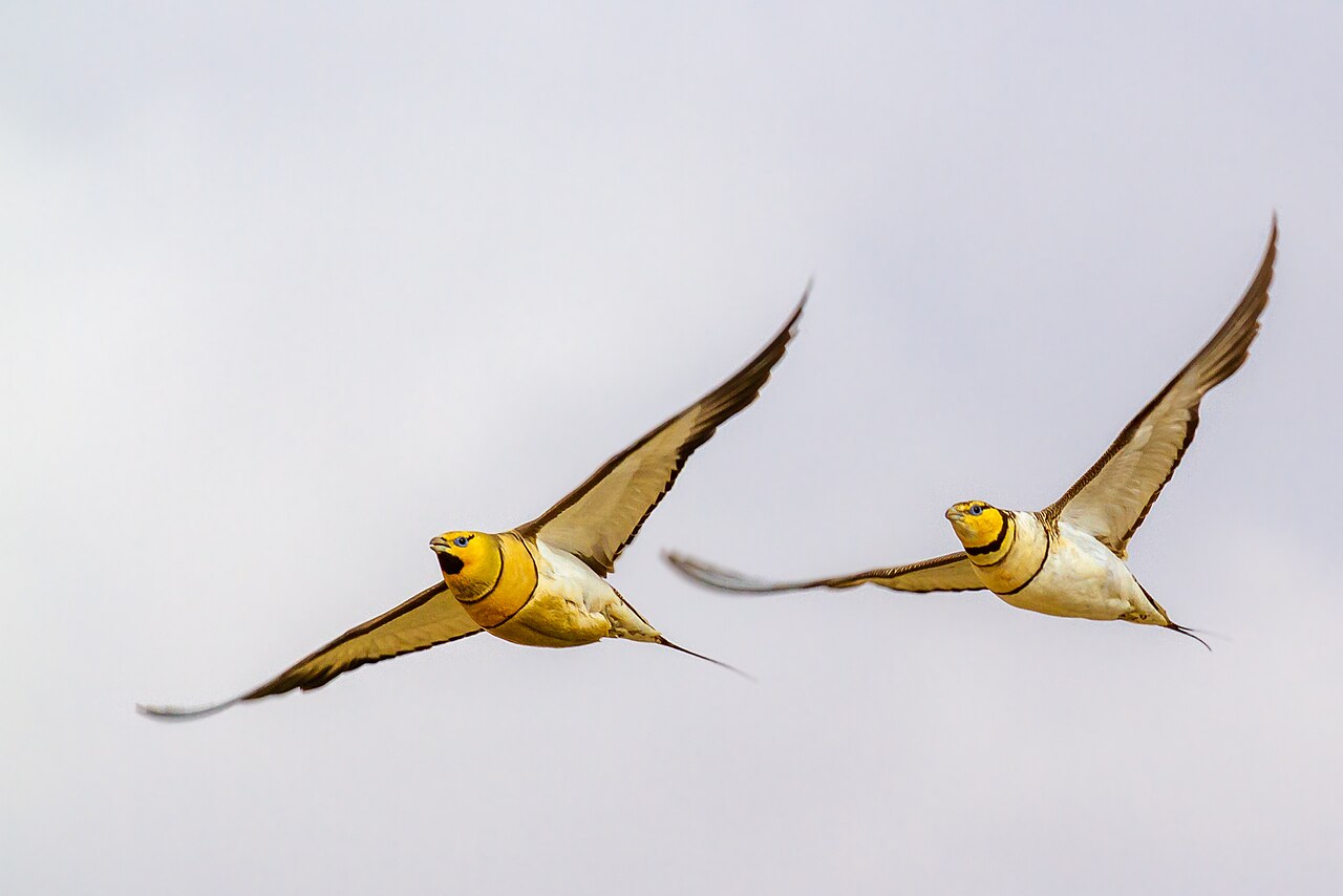 Ganga ibérica (Pterocles alchata)