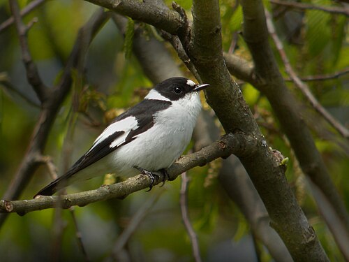 Collared Flycatcher (Ficedula albicollis)