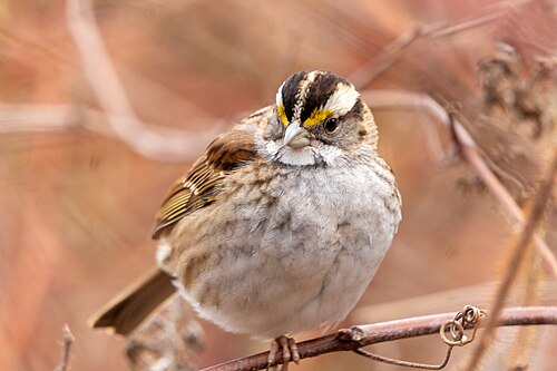White-Throated Sparrow (Zonotrichia albicollis)