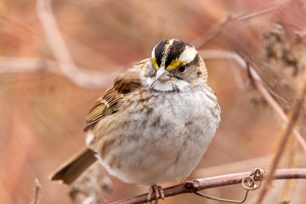 Chingolo gorjiblanco (Zonotrichia albicollis)