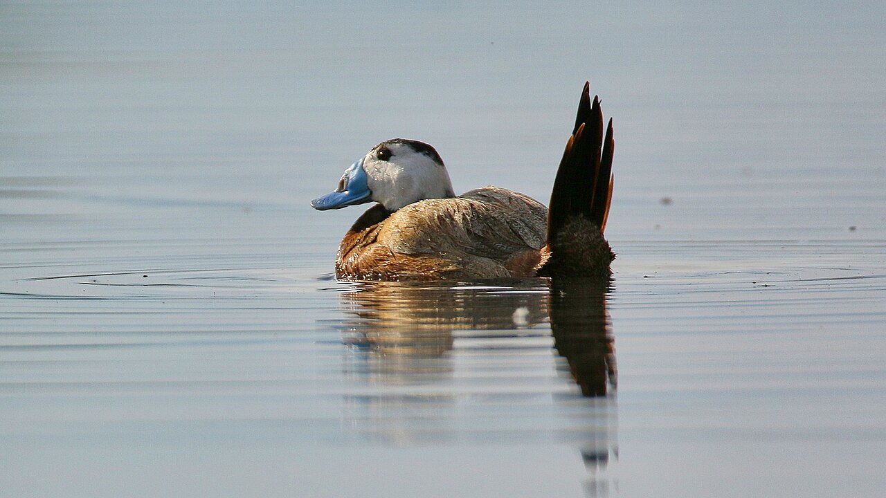 Witkopeend (Oxyura leucocephala)