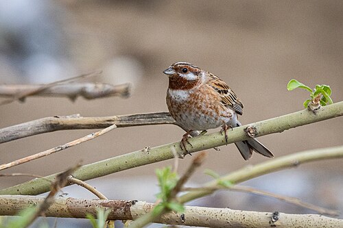 Pine Bunting (Emberiza leucocephalos)