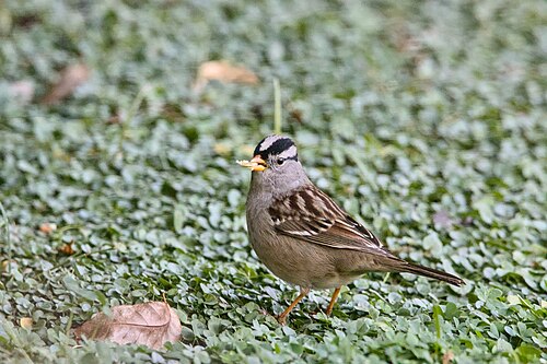 White-Crowned Sparrow (Zonotrichia leucophrys)