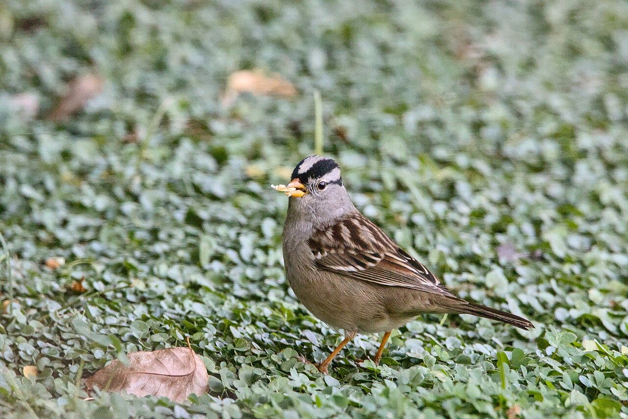 Witkruingors (Zonotrichia leucophrys)