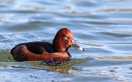 Ferruginous Duck (Aythya nyroca)
