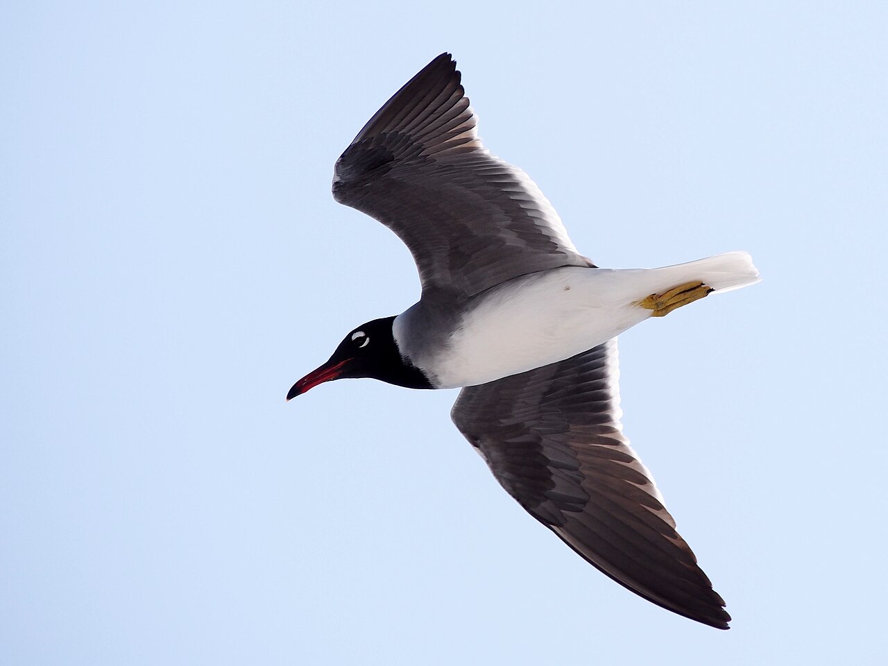 Gaviota ojiblanca (Ichthyaetus leucophthalmus)