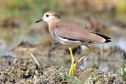 White-Tailed Lapwing (Vanellus leucurus)