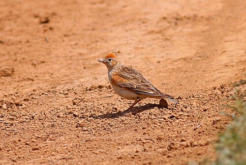 White-Winged Lark (Alauda leucoptera)