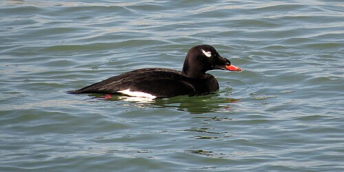 White-Winged Scoter (Melanitta deglandi)