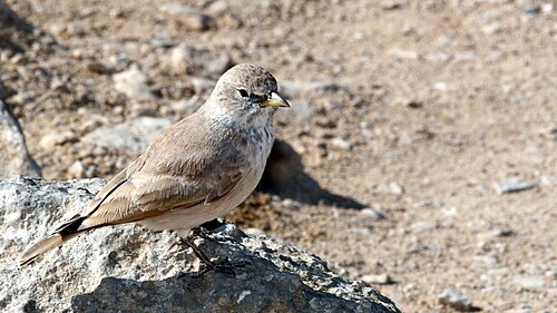 Desert Lark (Ammomanes deserti)