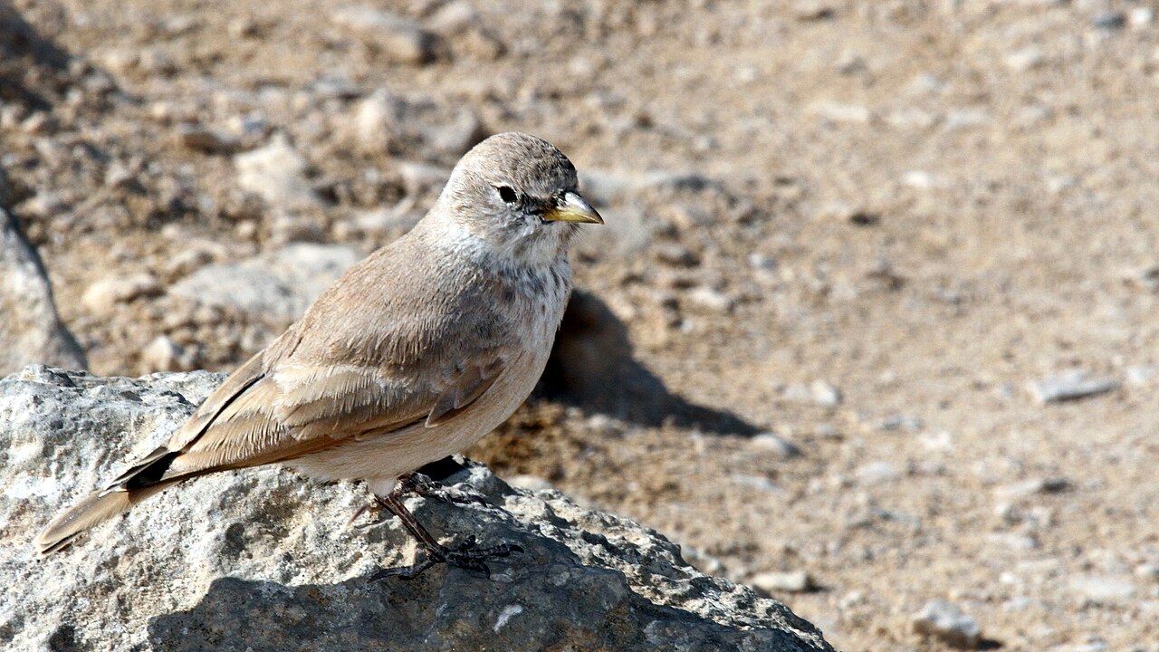 Woestijnleeuwerik (Ammomanes deserti)