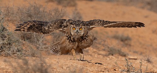 Pharaoh Eagle-Owl (Bubo ascalaphus)