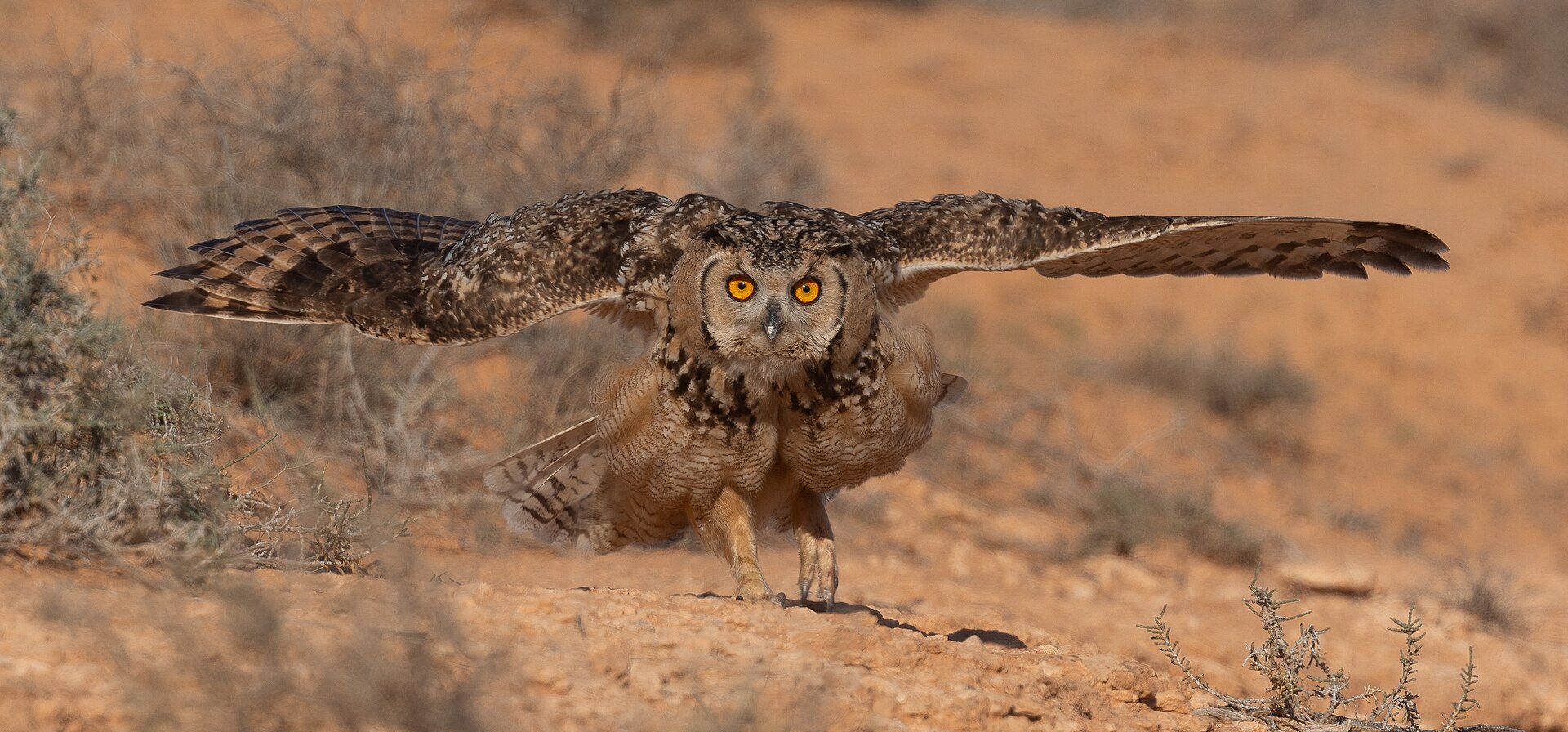 Búho desértico (Bubo ascalaphus)