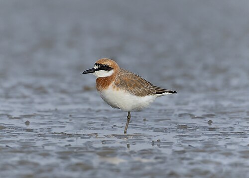 Greater Sand-Plover (Anarhynchus leschenaultii)