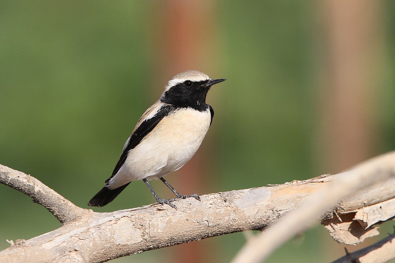 Desert Wheatear (Oenanthe deserti)