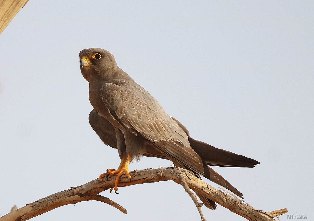 Sooty Falcon (Falco concolor)