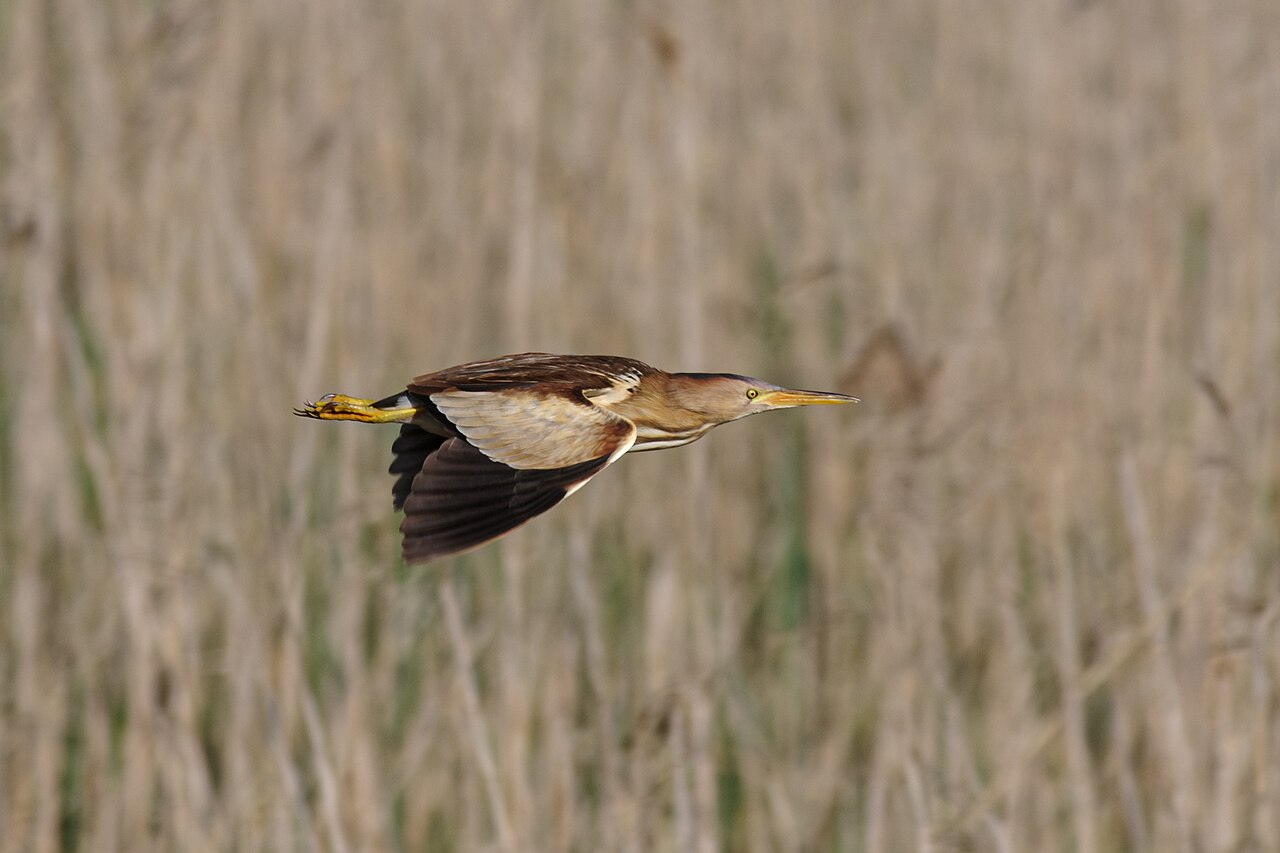 Avetorillo común (Botaurus minutus)