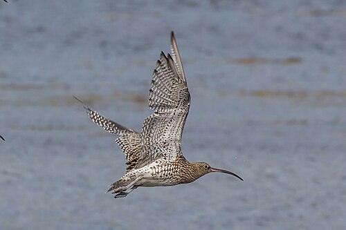 Eurasian Curlew (Numenius arquata)