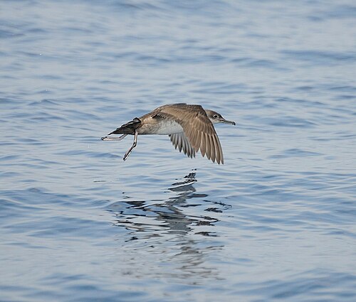 Yelkouan Shearwater (Puffinus yelkouan)