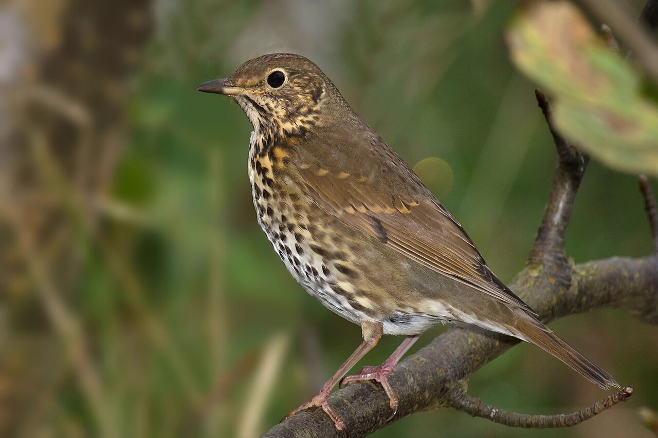 Zorzal común (Turdus philomelos)