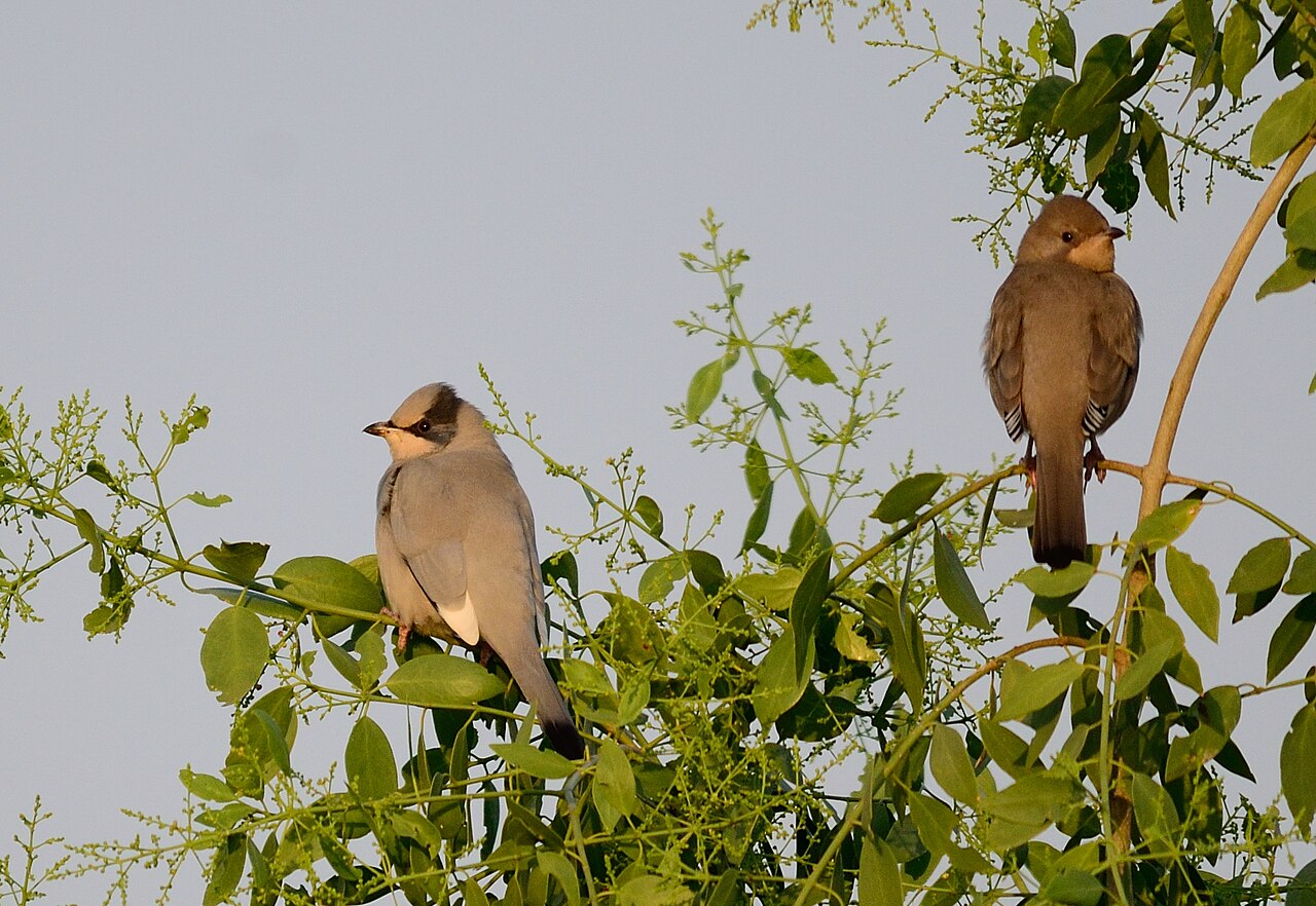 Zijdestaart (Hypocolius ampelinus)