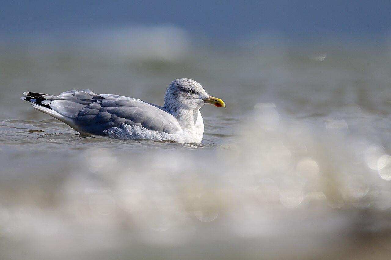 European Herring Gull (Larus argentatus)