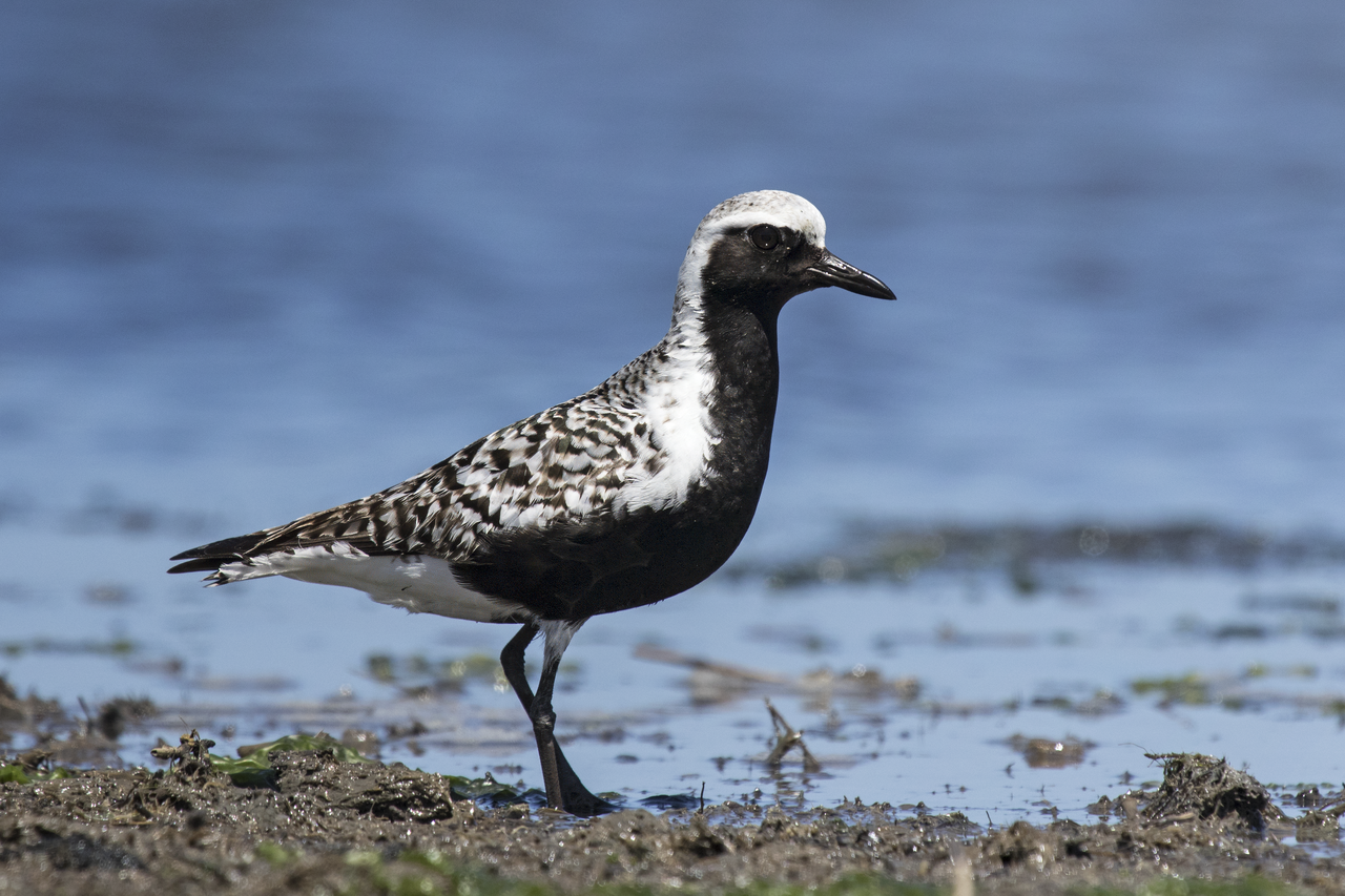 Black-Bellied Plover (Pluvialis squatarola)
