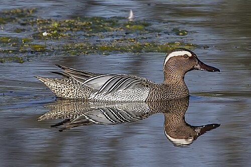 Garganey (Spatula querquedula)