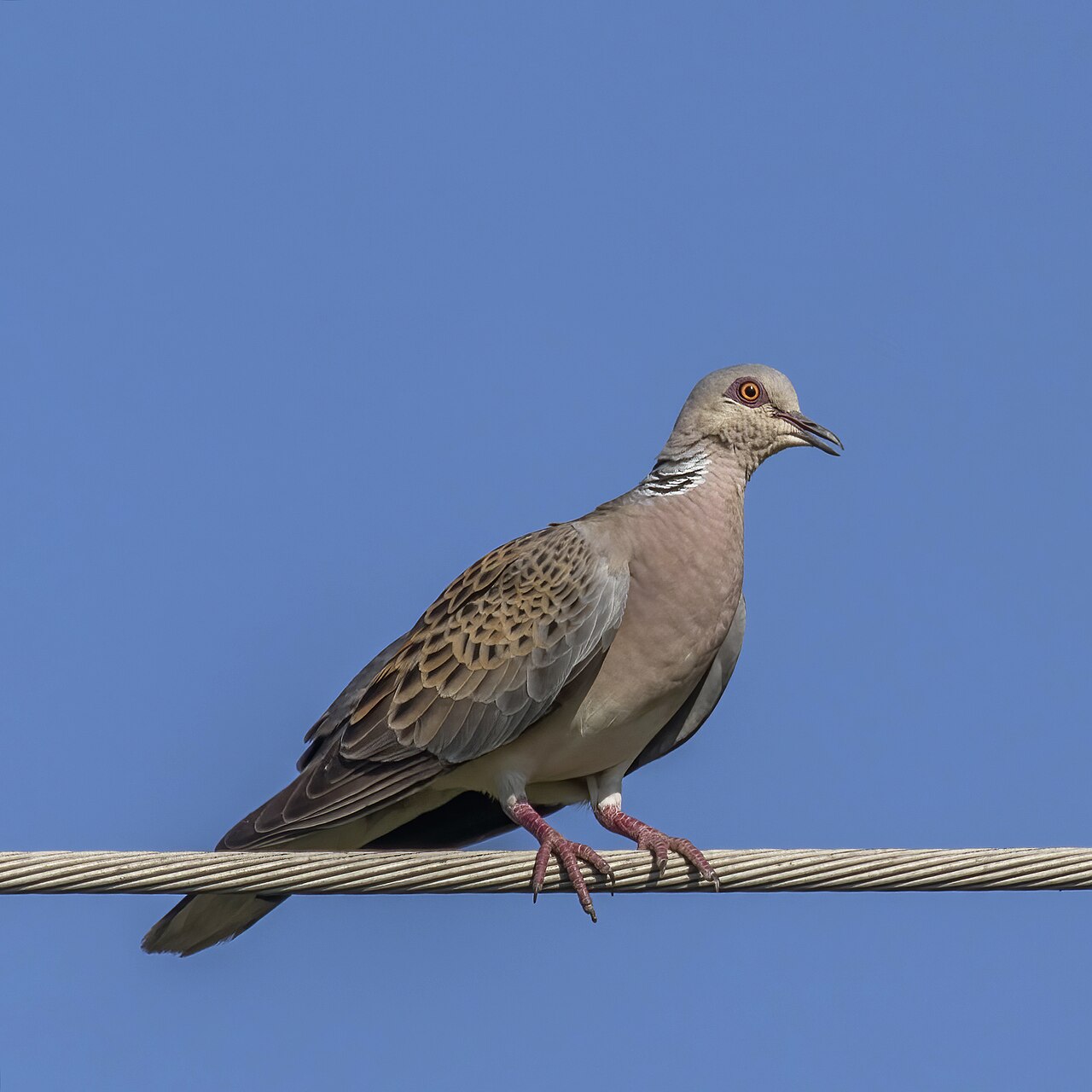 European Turtle Dove (Streptopelia turtur)