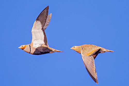Black-Bellied Sandgrouse (Pterocles orientalis)
