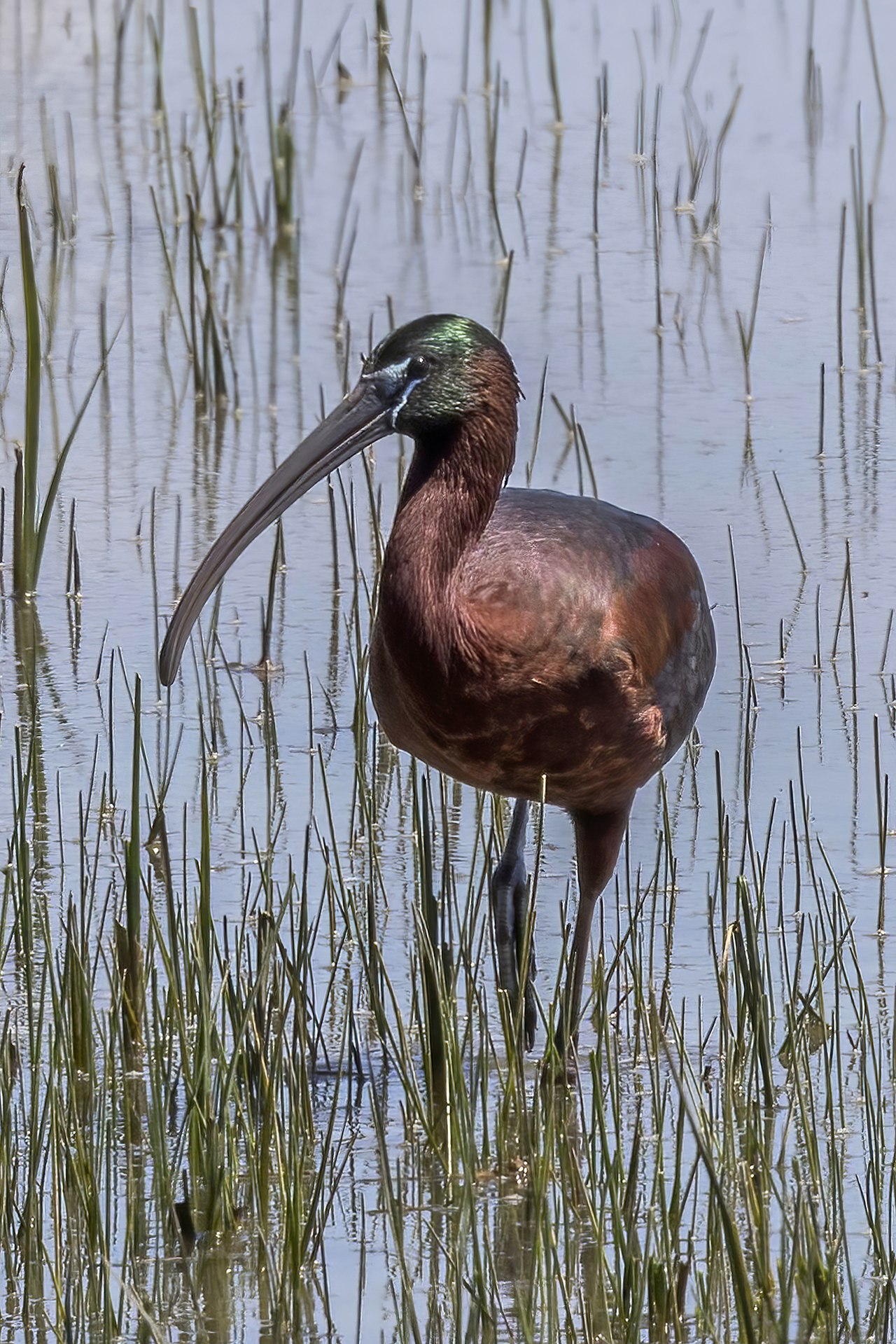 Glossy Ibis (Plegadis falcinellus)