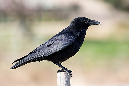 Carrion Crow (Corvus corone)