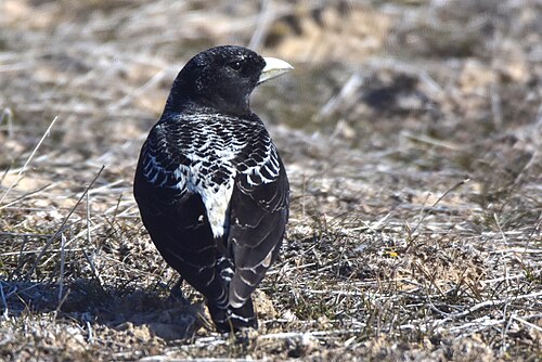 Black Lark (Melanocorypha yeltoniensis)