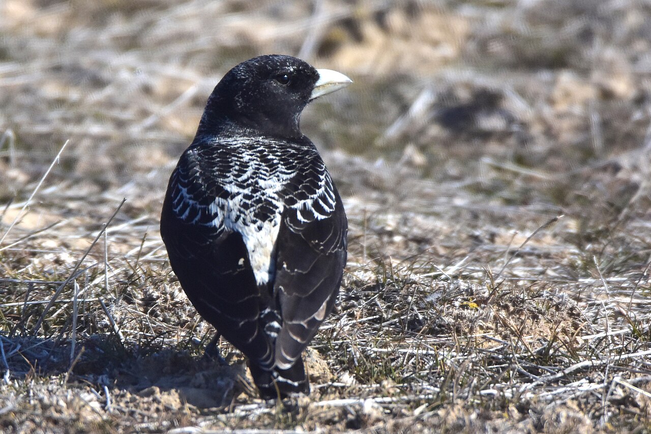 Black Lark (Melanocorypha yeltoniensis)