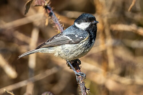 Coal Tit (Periparus ater)