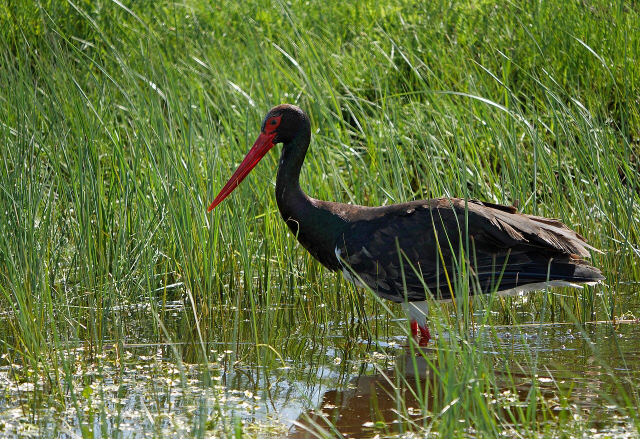 Black Stork (Ciconia nigra)