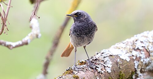 Black Redstart (Phoenicurus ochruros)