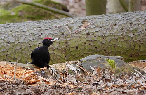 Black Woodpecker (Dryocopus martius)