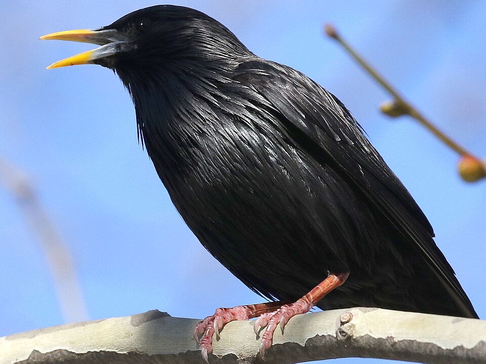 Spotless Starling (Sturnus unicolor)