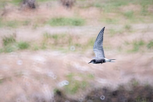 Black Tern (Chlidonias niger)