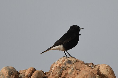 Black Wheatear (Oenanthe leucura)