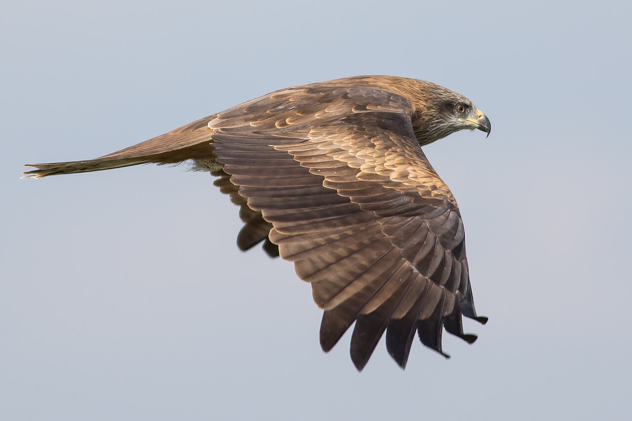 Milano negro (Milvus migrans)