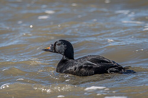 Common Scoter (Melanitta nigra)