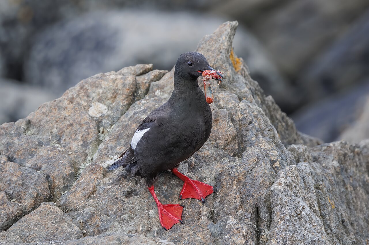 Black Guillemot (Cepphus grylle)