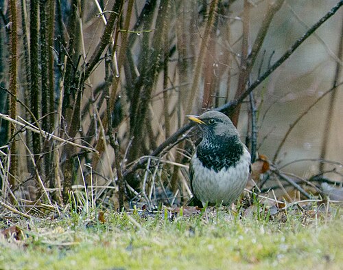Black-Throated Thrush (Turdus atrogularis)