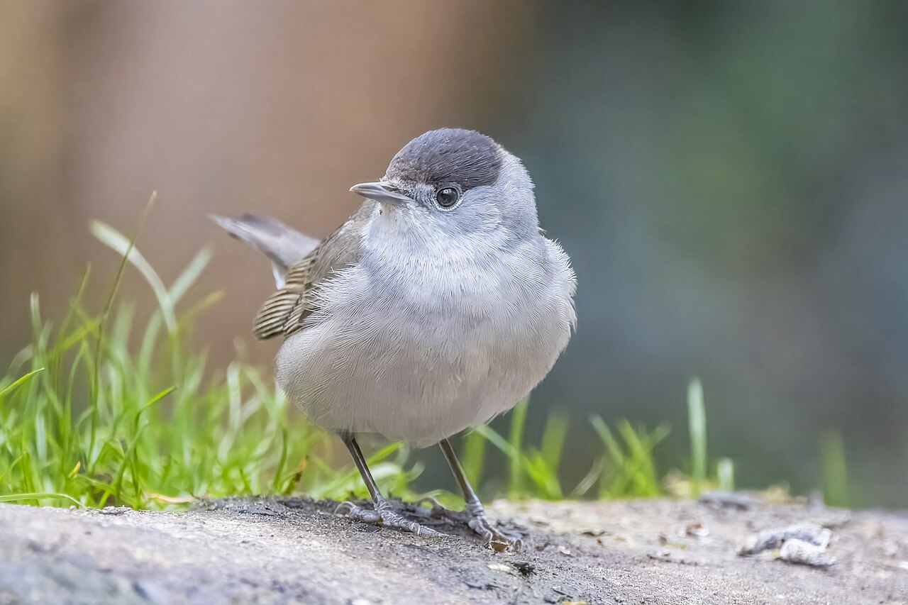 Eurasian Blackcap (Sylvia atricapilla)
