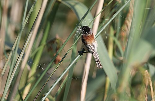 Black-Headed Penduline Tit (Remiz macronyx)